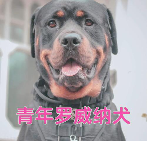 罗威纳犬的缺点与不可靠时刻（探索罗威纳犬的局限性和不靠谱的行为）