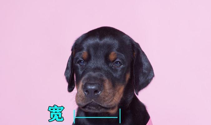 如何辨别杜宾犬的纯种程度（关键方法和技巧来鉴别杜宾犬的纯种性）