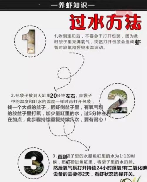 观赏虾喂食的最佳时间（探索观赏虾喂食的奥秘，揭示最佳观赏时机）