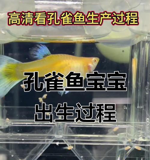 观赏鱼产卵鱼缸孵化之奇妙方式（探索观赏鱼产卵鱼缸中的独特处理方式，解密孵化小鱼的秘密）