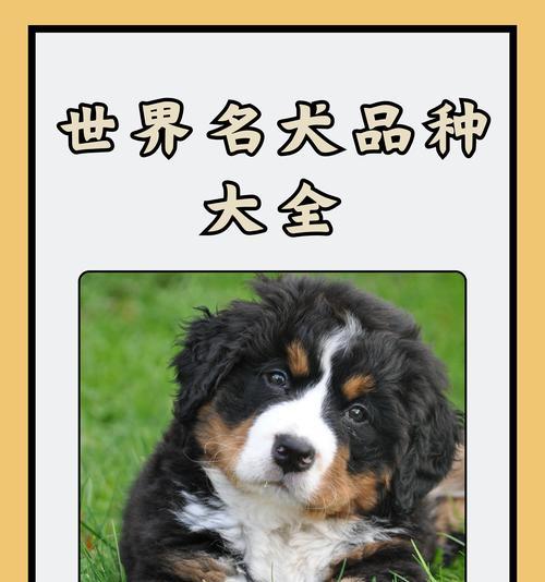 狗狗霸气姓名大（探索狗狗命名中的魅力世界）