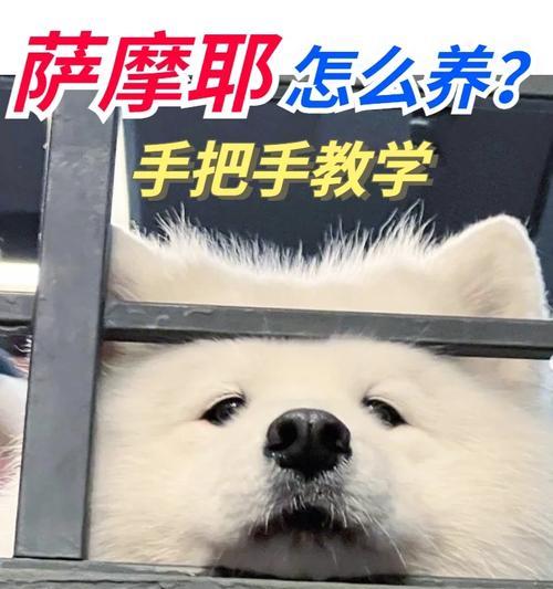 萨摩犬消化系统运作之谜（揭秘萨摩犬食物转化为大便的时间和影响因素）