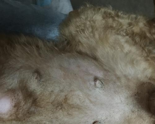 泰迪配种后怀孕时间及相关注意事项（泰迪配种多久会知道是否怀孕，以及照顾孕妇泰迪的重要性）
