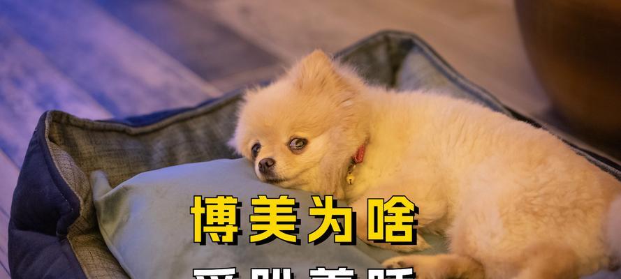博美睡眠之谜（揭开博美狗狗睡眠时间的秘密，从日常需求到健康影响全解析）