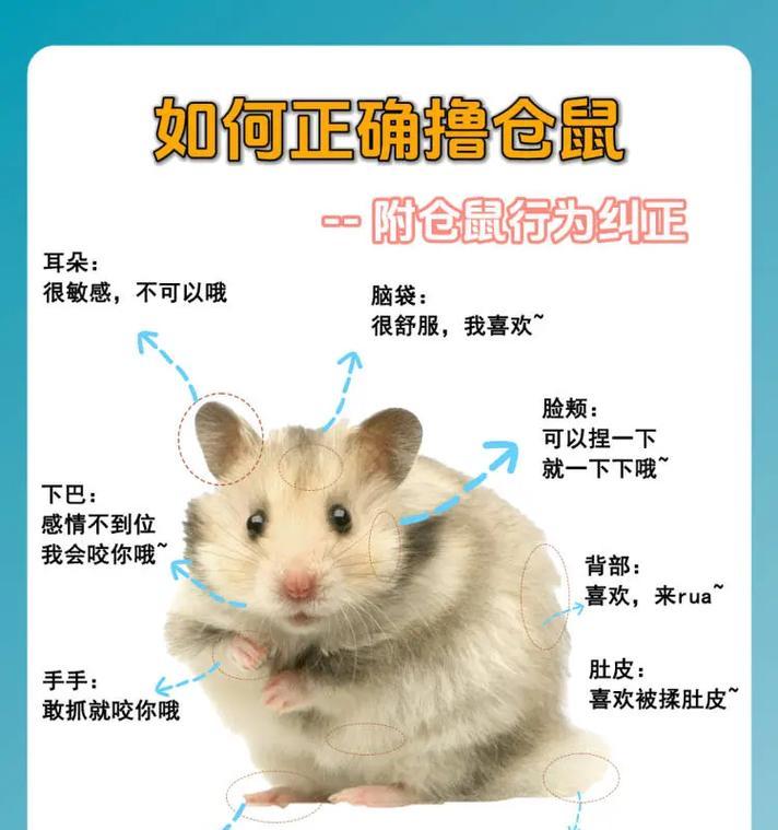 探秘三线仓鼠的成年周期（了解三线仓鼠成年所需时间及关键因素）