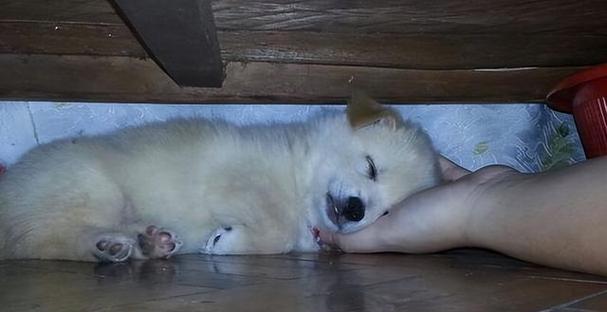 狗的睡眠习惯（了解狗狗的睡眠需求，关注它们的健康生活）