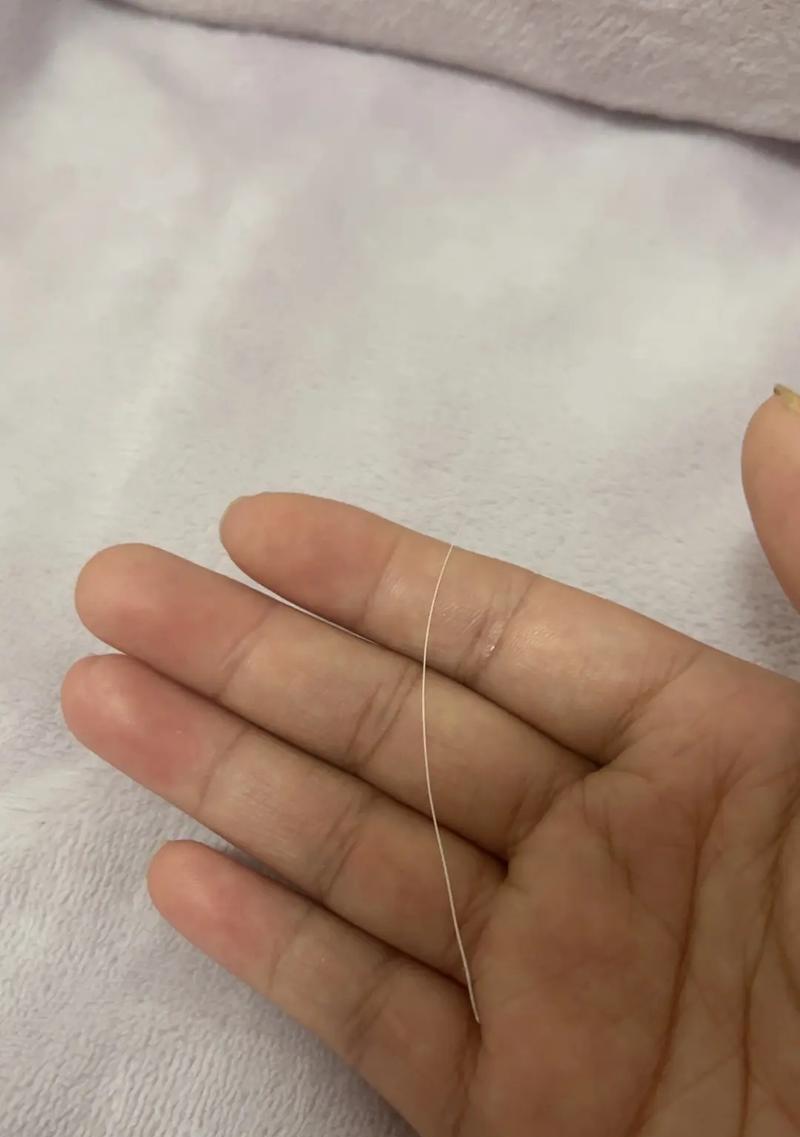 猫胡子的生命周期（科学探究猫胡子生长与脱落的奥秘）