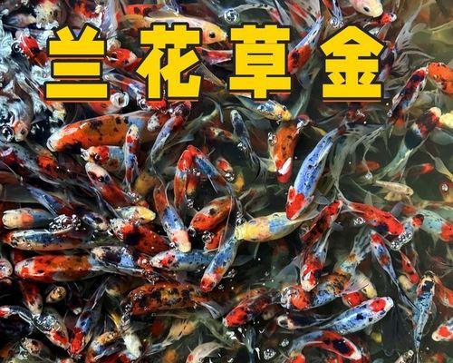 淡水鱼缸养鱼推荐及养殖技巧（探索适合淡水鱼缸的鱼类品种，享受养鱼的乐趣）