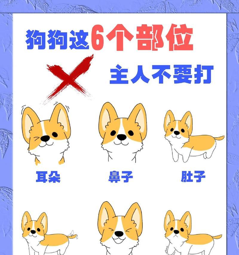 狗狗的喂食小知识（了解狗狗的营养需求和喂食方法）