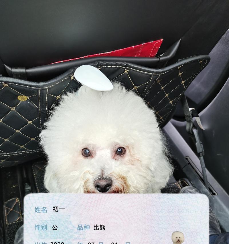 比熊剃毛后需要多久才能长出新毛？（探究比熊剃毛后新毛生长周期和影响因素）