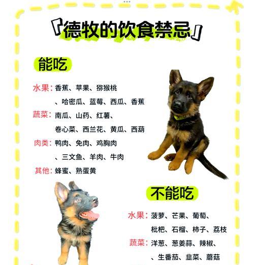 新手饲养德牧（黑背）的10个基础攻略（掌握这些技巧让你成为德牧专家）