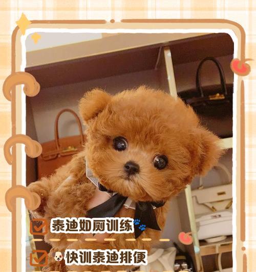 小泰迪饭后大便时间（揭秘小泰迪饭后大便规律，给养宠人士的参考）