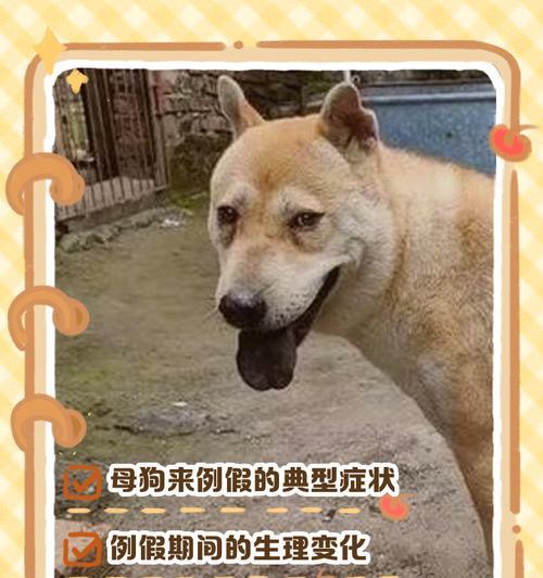 母狗生理期（了解母狗生理期的持续时间以及如何正确照顾你的宠物狗）