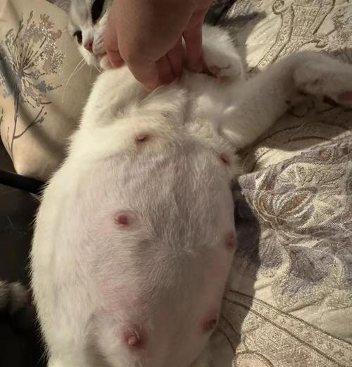 母猫的繁殖时间与合适性分析（探讨母猫繁殖的最佳时机及注意事项）