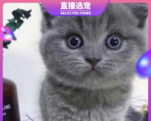 白色的宠物猫（探索白猫世界，从颜色到性格，一切尽在眼前）