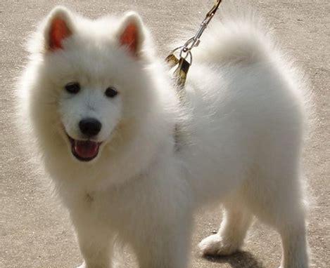 萨摩耶犬毛发修剪的最佳时机（探讨萨摩耶犬毛发修剪的频率和最佳时期）