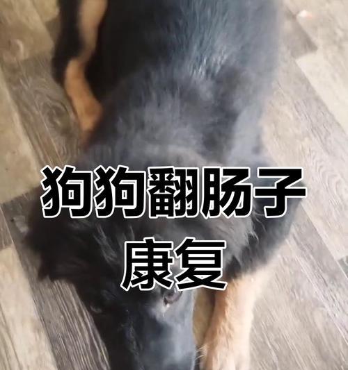 狗翻肠子的原因及应对方法（了解狗翻肠子的原因，科学预防和处理，宠物健康关键）