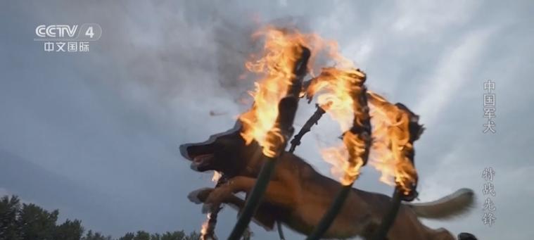 中国军犬基地的建设与发展（揭秘中国军犬基地的训练场景和培养模式）