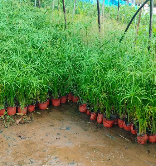 热带水草（探索热带水草世界，培养绿色生活美学）
