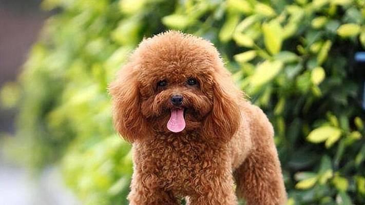 贵宾犬的多彩世界（探索贵宾犬的丰富毛色）