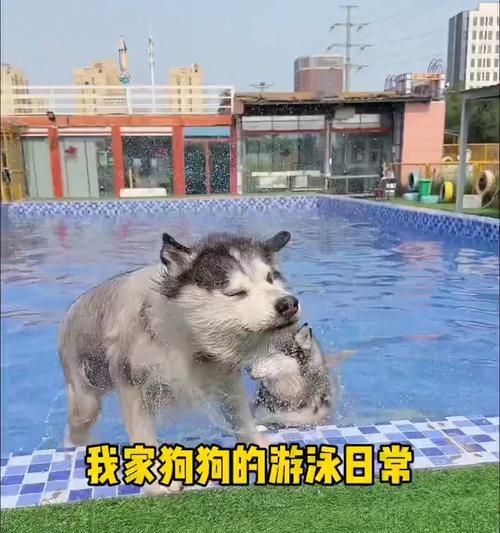 狗狗的游泳时长和注意事项（探索狗狗游泳的乐趣和安全性，）