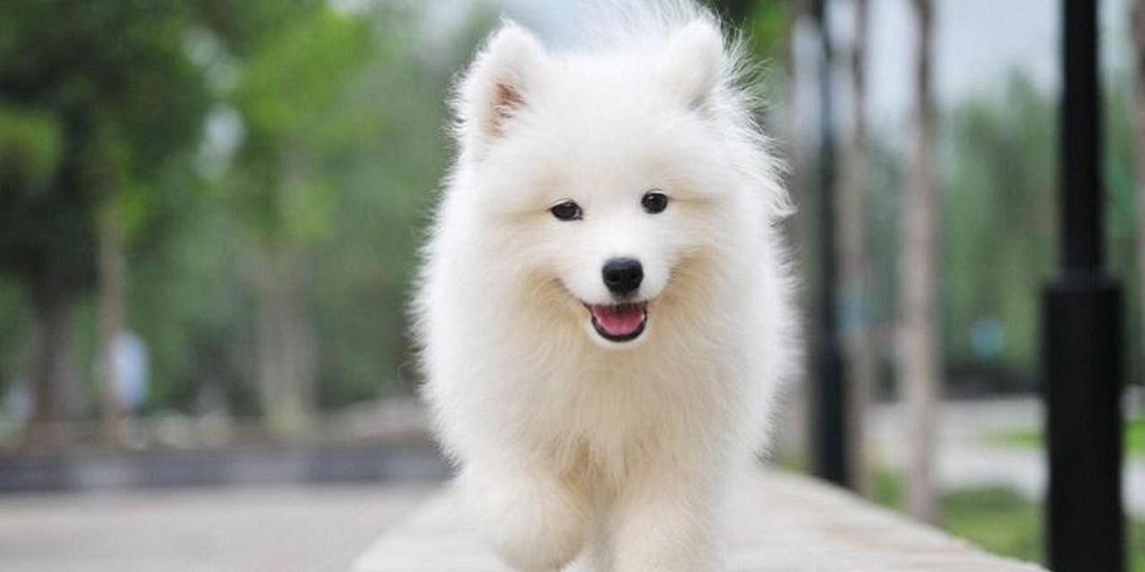如何解决以萨摩耶幼犬乱咬东西问题（控制幼犬乱咬行为，让你的家安全无忧）