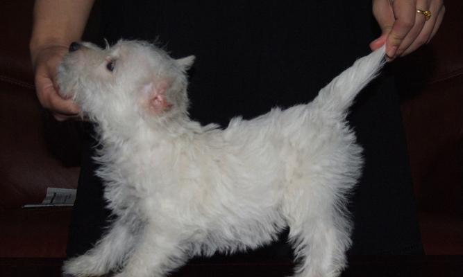 梗类犬（探索梗类犬的个性特点和不同品种的魅力）