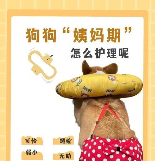 狗的发情周期与同房时间（狗的发情周期及同房时间间隔，有关知识与注意事项）