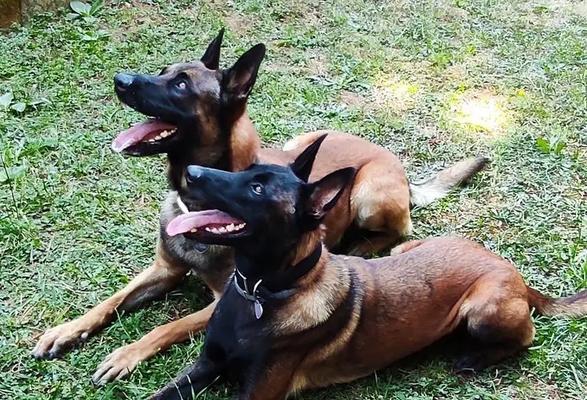 马犬训练之胆小不听话怎么办（马犬训练方法及注意事项）