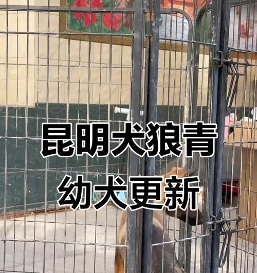 如何挑选一只好的昆明幼犬？（观察头部样貌是关键）
