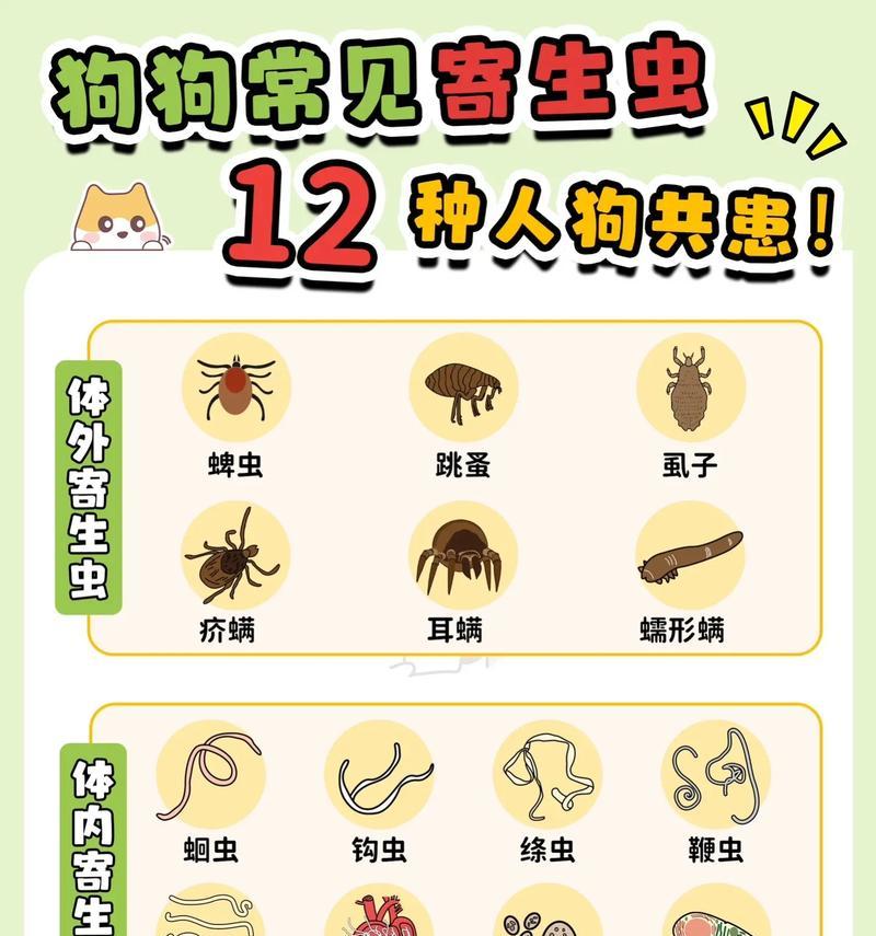 长狗身上的虫子的症状与防治措施（了解长狗身上虫子的常见症状及有效防治方法）