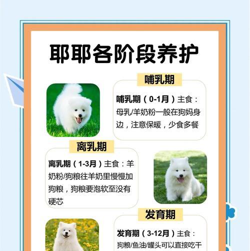 萨摩耶犬洗澡的频率与注意事项（了解萨摩耶犬洗澡的时间和方法，让你的宠物保持清洁与健康）