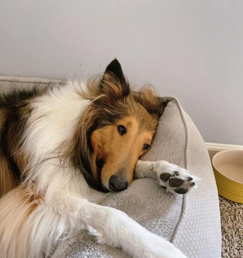 明星宠爱苏格兰牧羊犬（名人们的心头好，苏格兰牧羊犬在明星圈的热度引人注目）