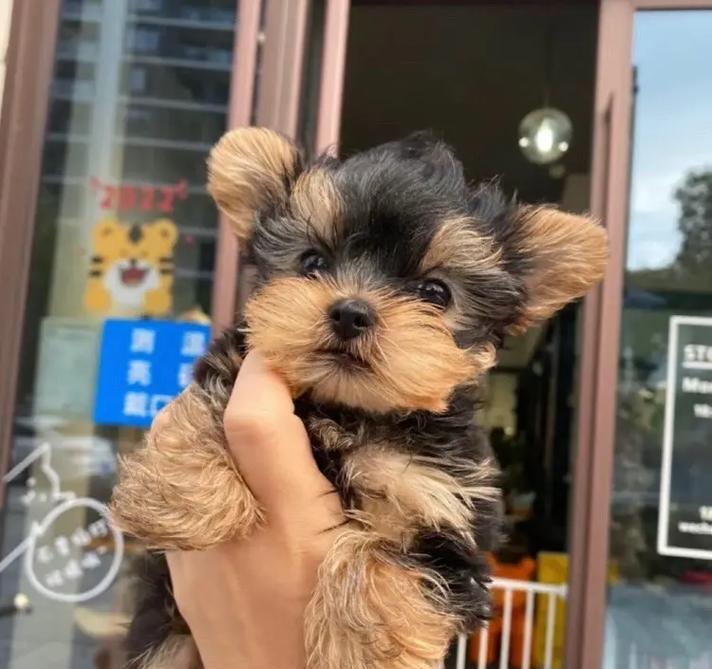 如何给约克夏幼犬提供营养均衡的饮食？（养宠心得）