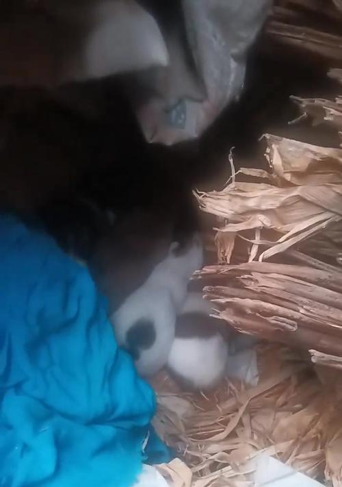 狗狗的妊娠期和产仔时间（揭秘狗狗孕育新生命的奇妙过程）