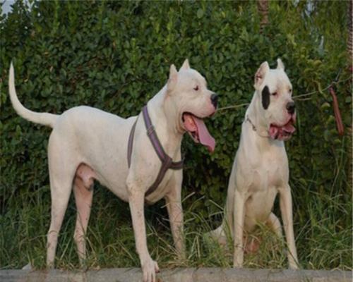 纯种杜高犬的缺点与注意事项（了解杜高犬的缺陷，为宠物生活做好准备）