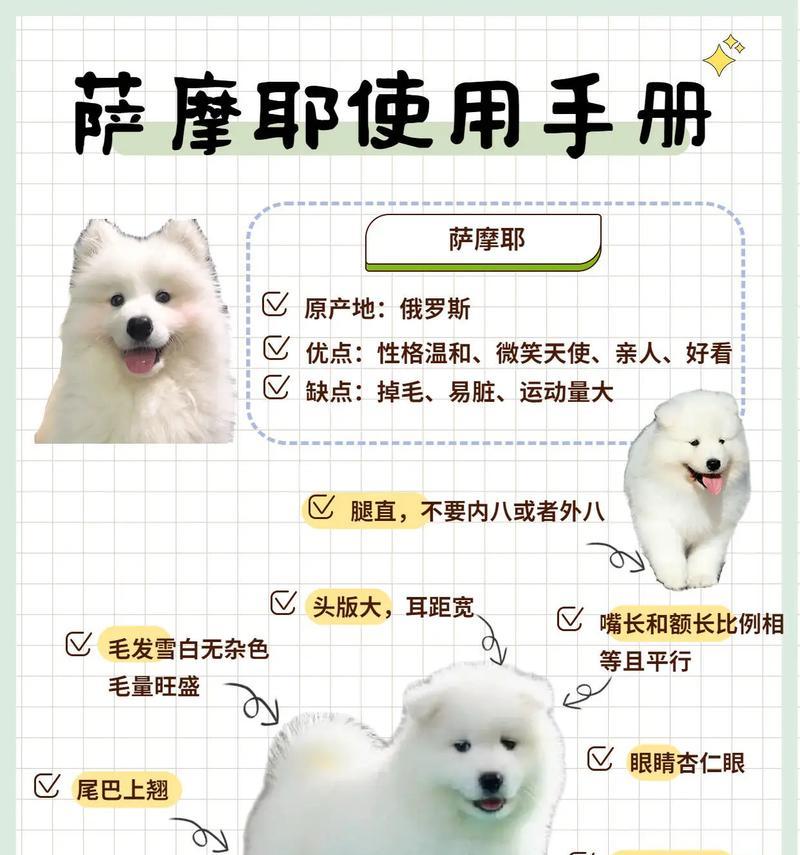 萨摩耶小狗的疫苗接种时间表及注意事项（保护你的萨摩耶宝宝免受疾病侵害，关注疫苗接种计划）