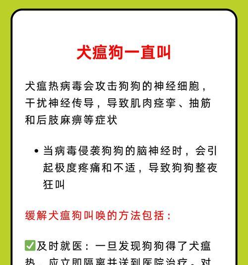 犬瘟狗狗洗澡的最佳时间和注意事项（掌握洗澡时间，让犬瘟狗狗健康快乐成长）