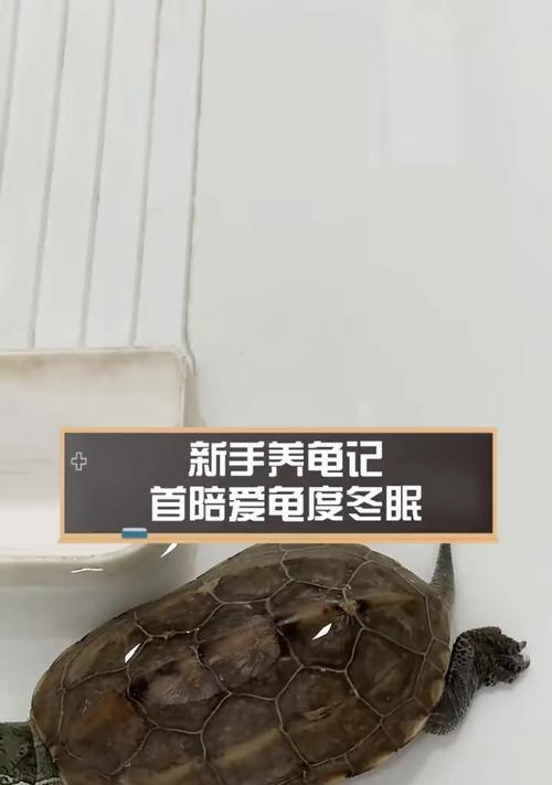 乌龟冬眠（揭开乌龟冬眠时间长短的神秘面纱）