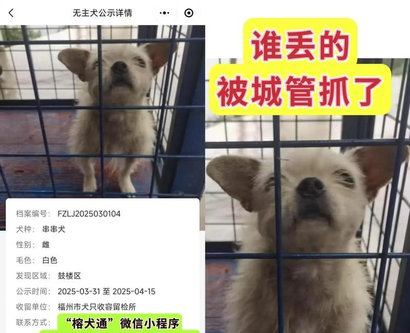 串串狗遭人嫌的原因揭秘（探究串串狗备受争议的三个主要原因）
