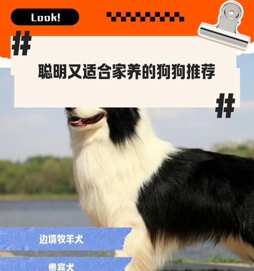 揭秘四大最聪明的狗狗，边牧第一（聪明绝顶，边牧的智商让人惊叹）