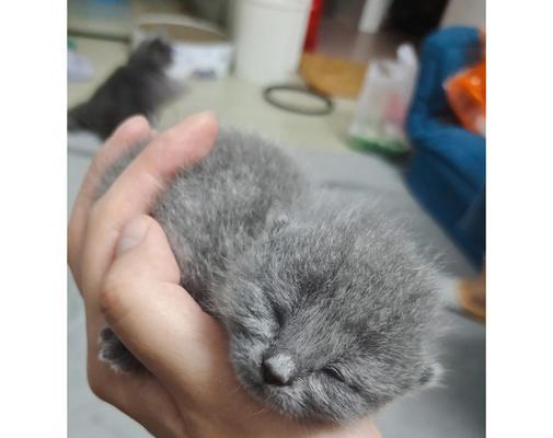 从怀孕到生产（探秘猫咪生小猫的奥秘，了解整个过程）
