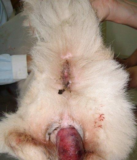 母狗产后阴部流血时间及原因解析（了解母狗产后阴部流血情况及如何处理）
