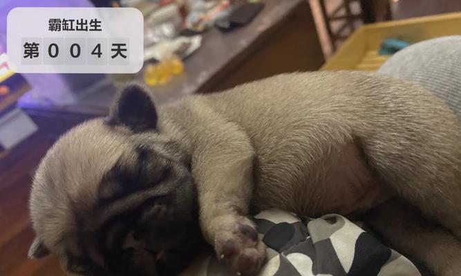 五十天巴哥久驱虫的秘诀（巴哥在五十天内摆脱寄生虫的有效方法）