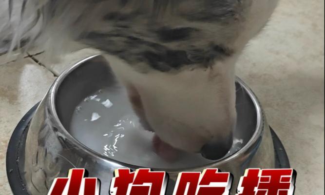 狗狗喝奶的时间和方式（揭秘狗狗喝奶的正确方法及时间安排）