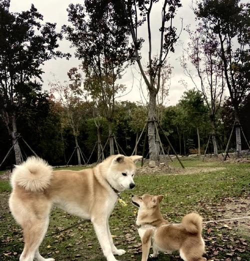 柴犬的标准体型（了解柴犬的体型特点及其重要性）
