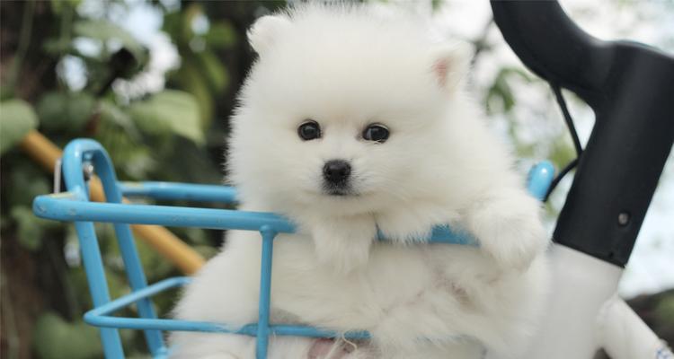 博美犬的价格和影响因素（了解博美犬价格的关键因素）