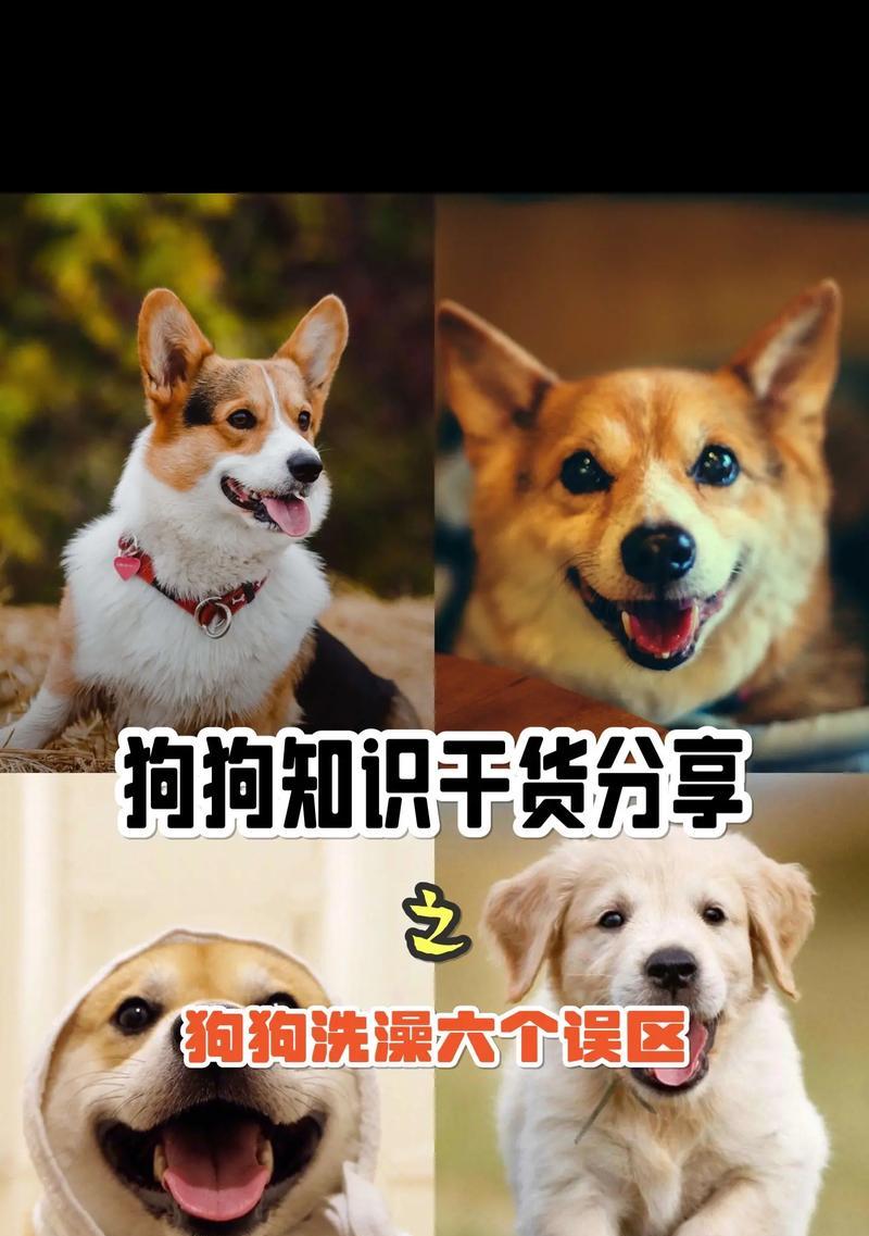 狗分娩后何时可以洗澡？（狗宝宝出生后的洗澡时间及注意事项）