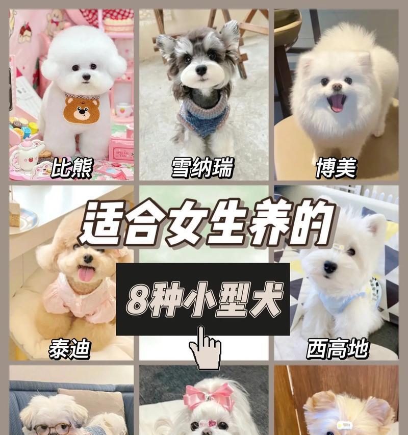 探索世界上最美丽的小型犬品种（迷人的外貌和可爱的个性，你不能错过的小型犬）