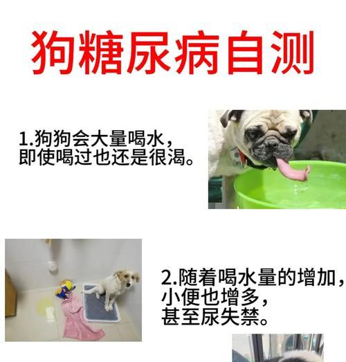 狗狗糖尿病（狗狗糖尿病的治疗与预后，）